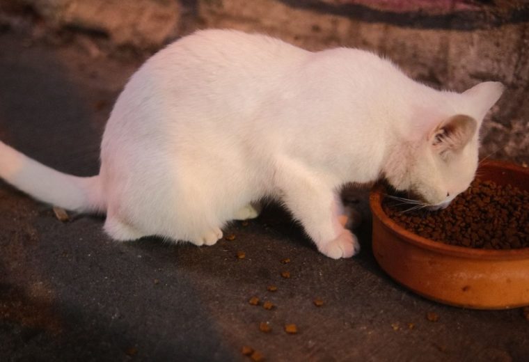 Котёнок ест из миски