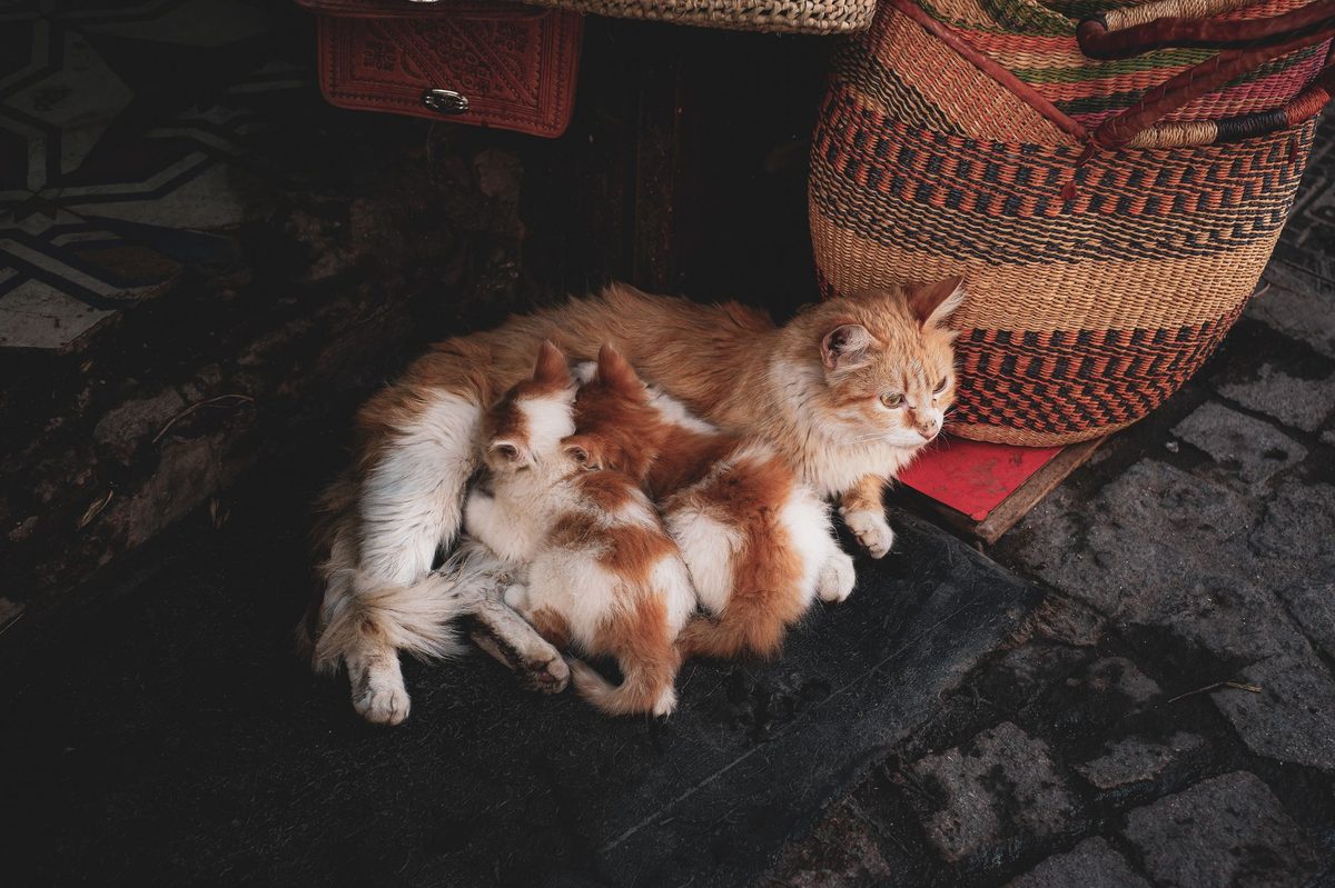 Котята сосут молоко у кошки