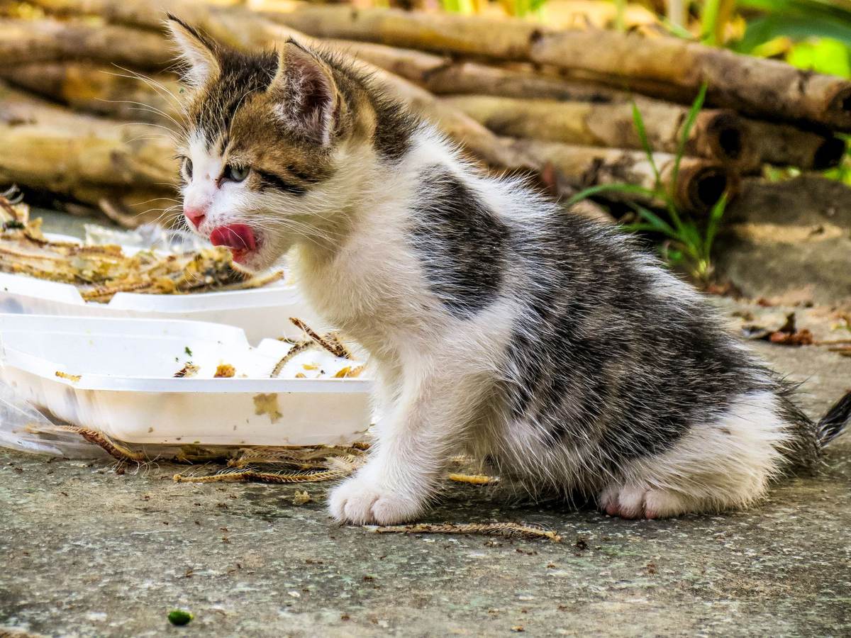 Котёнок ест влажный корм с тарелки