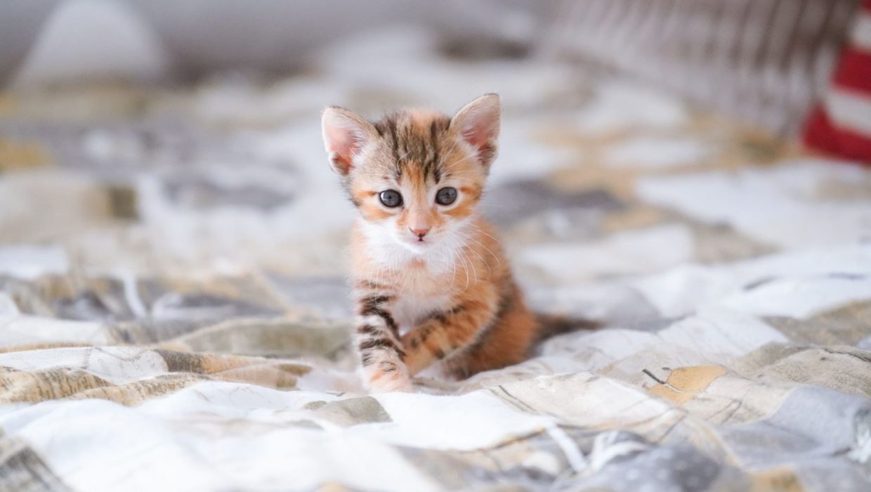 Котёнок сидит на мягком покрывале