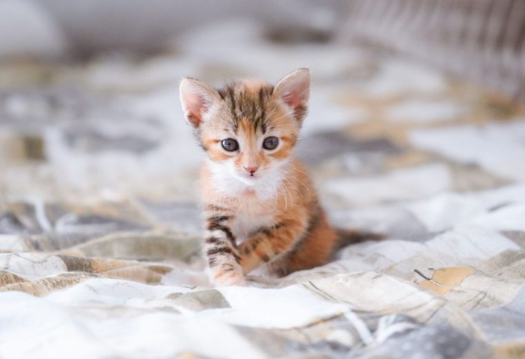 Котёнок сидит на мягком покрывале