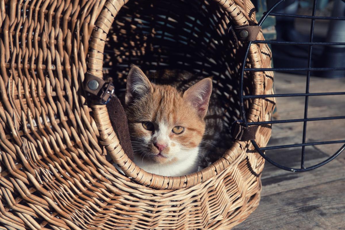 Кошка сидит в плетёной переноске
