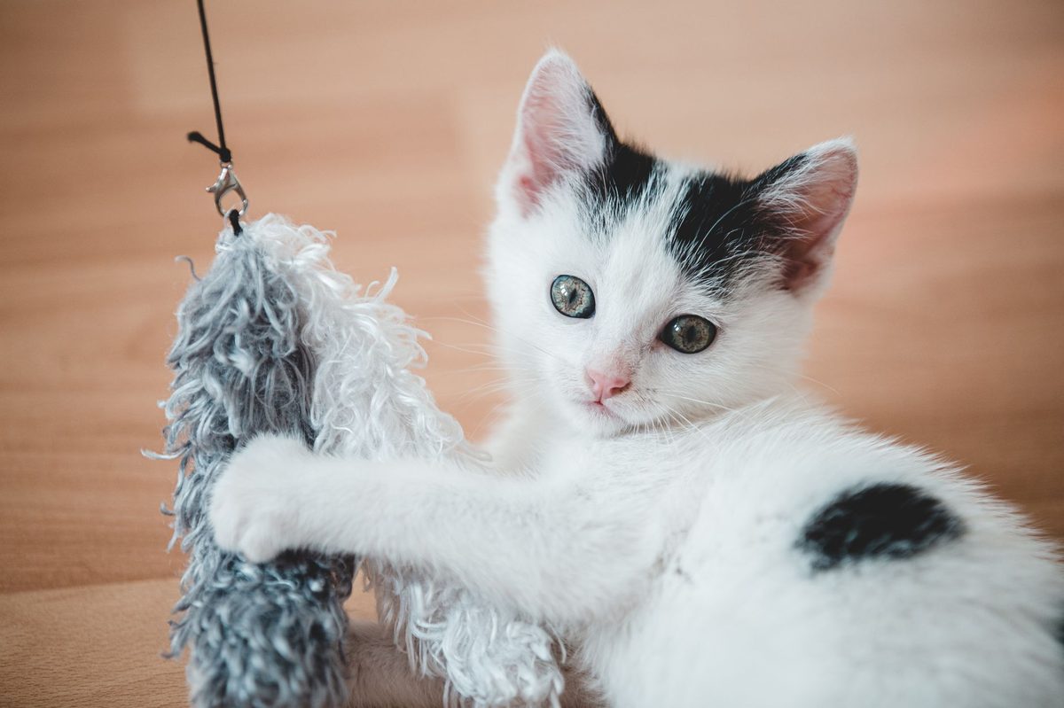 Котёнок ловит игрушку на верёвочке