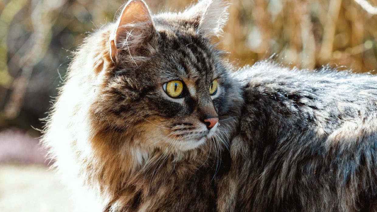 Сибирская кошка сидит у окна