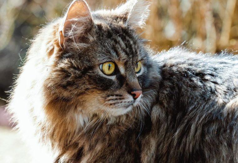Сибирская кошка сидит у окна