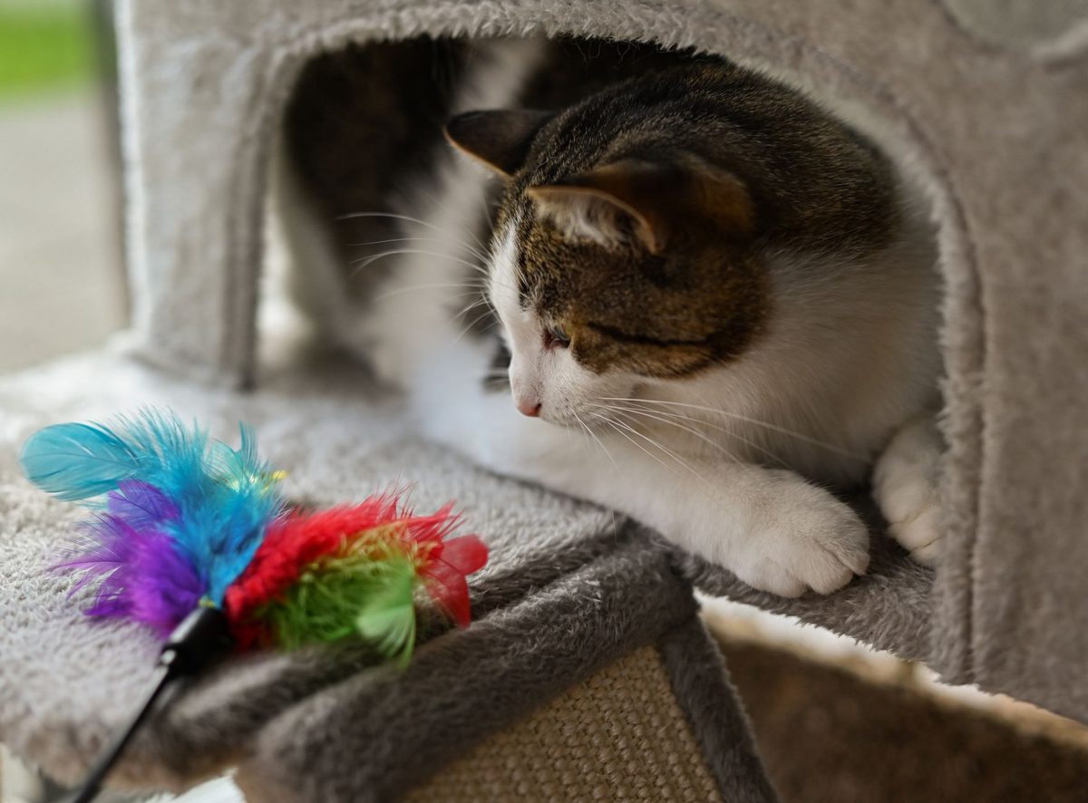 Кошка играет с игрушкой на палочке