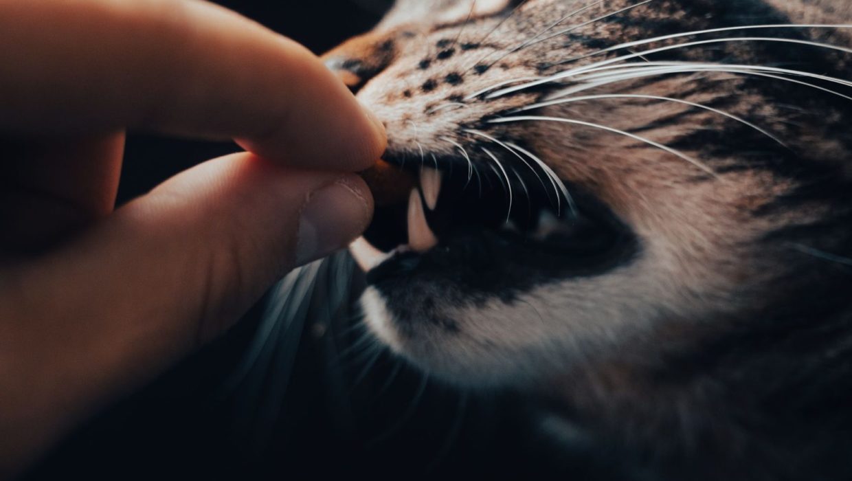 Кошка легонько прикусывает руку хозяина во время игры