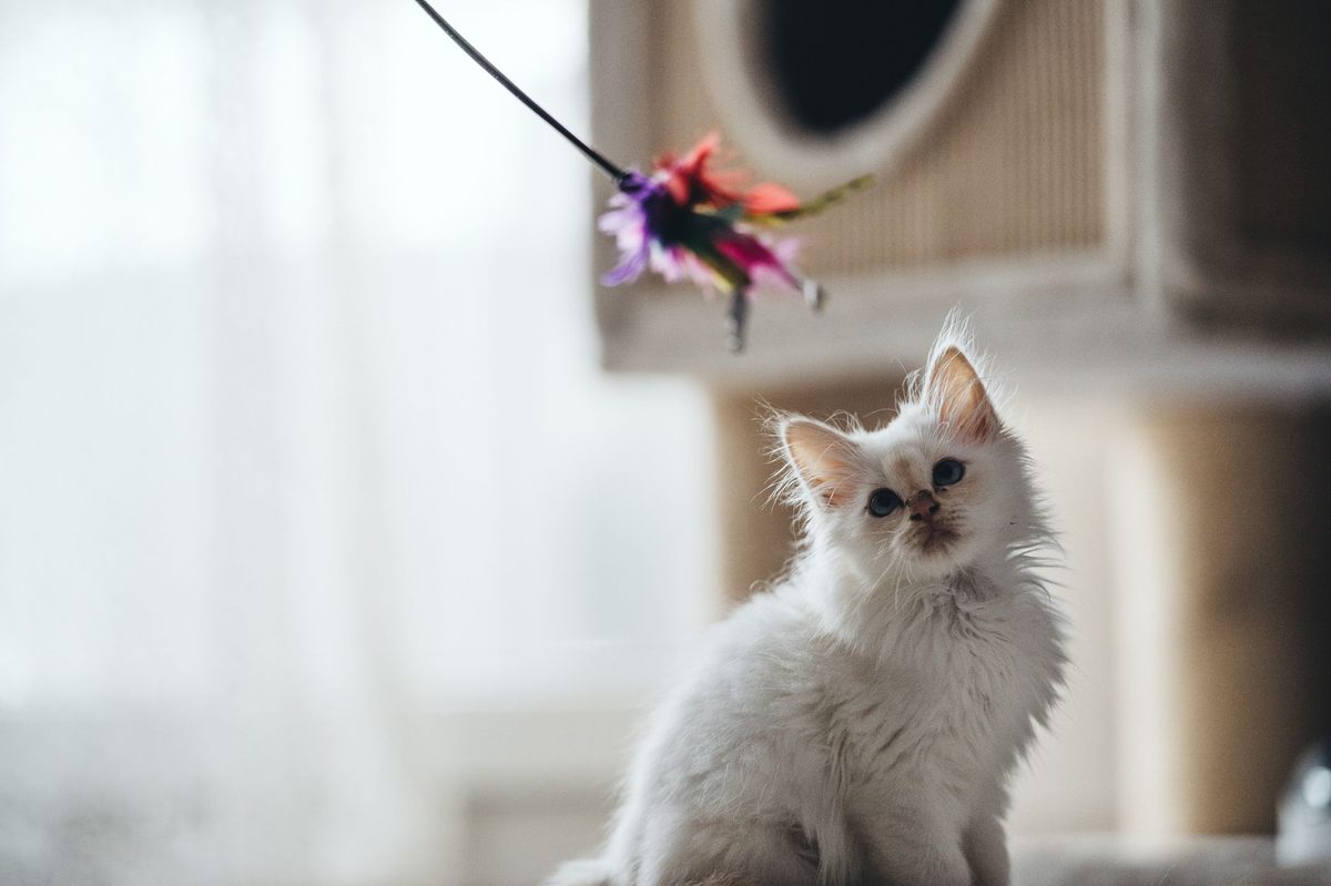 Котёнок играет с игрушкой-удочкой
