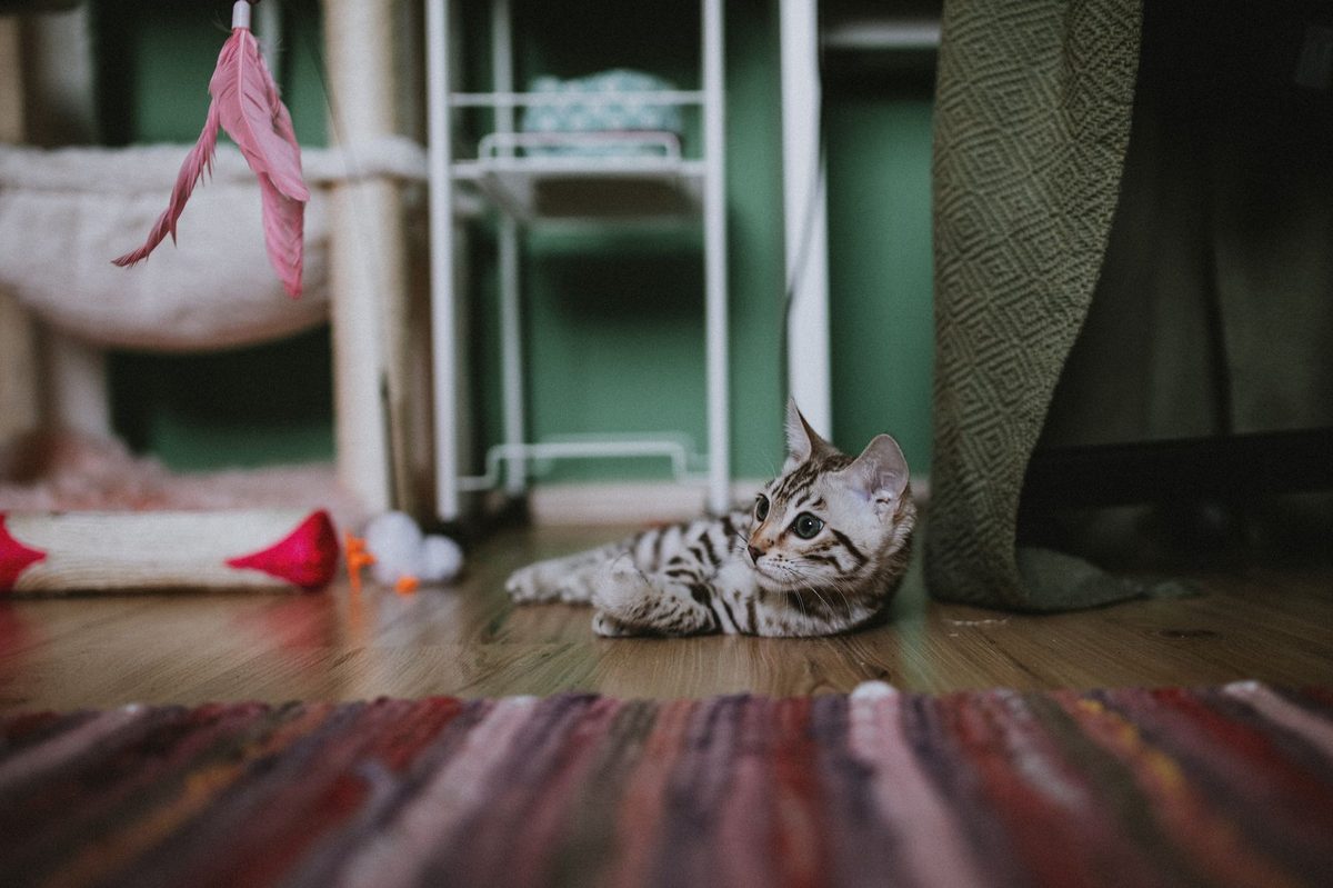 Котёнок лежит на полу рядом с игрушками для охоты