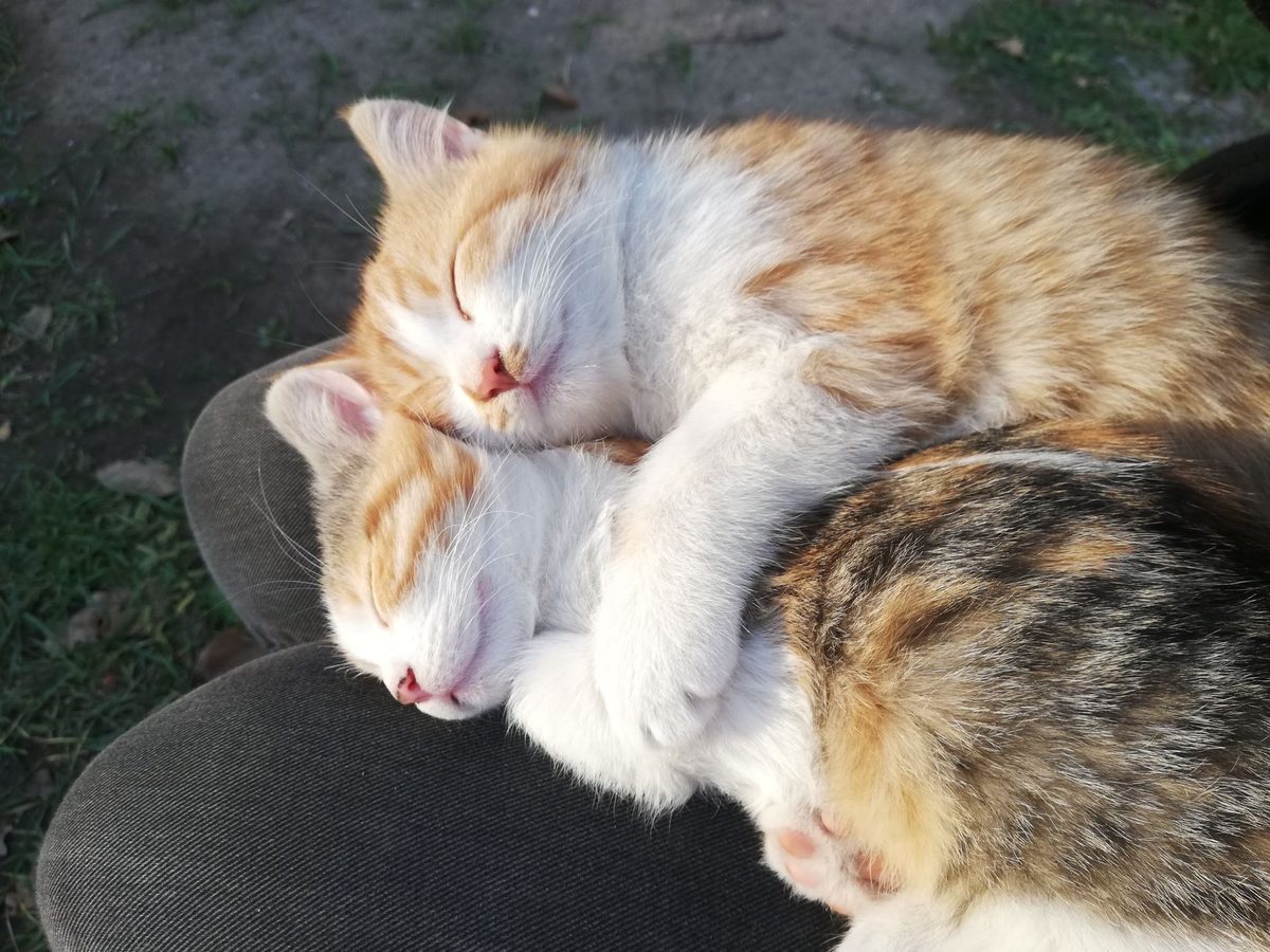 Кошка дремлет на коленях у хозяйки