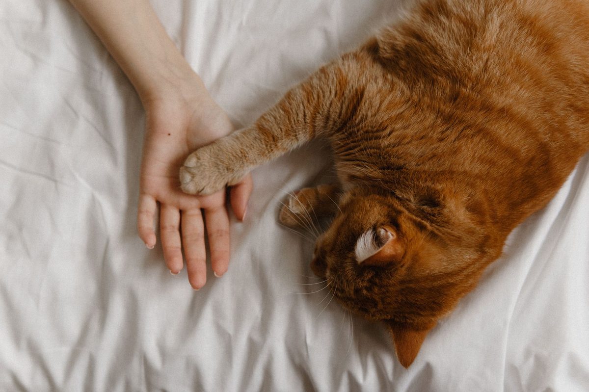 Котёнок держит лапу на ладони человека
