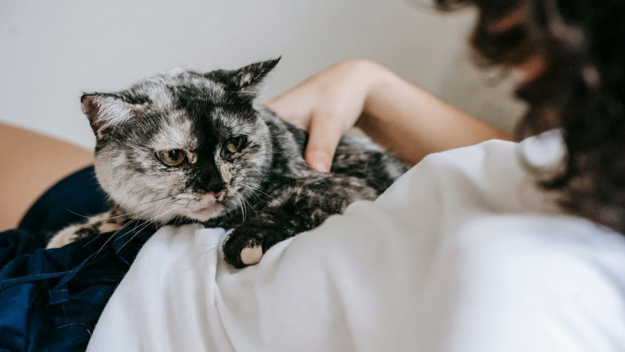 Кошка лежит на коленях у хозяйки