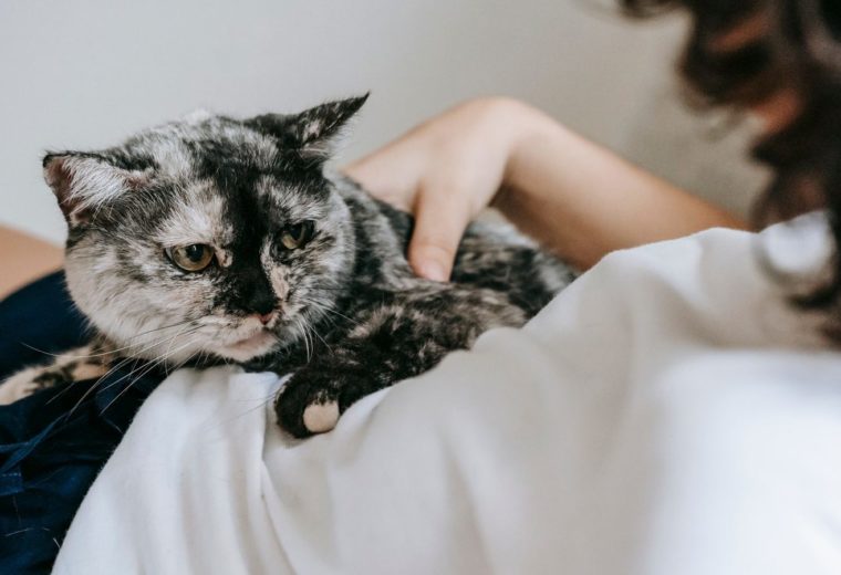Кошка лежит на коленях у хозяйки