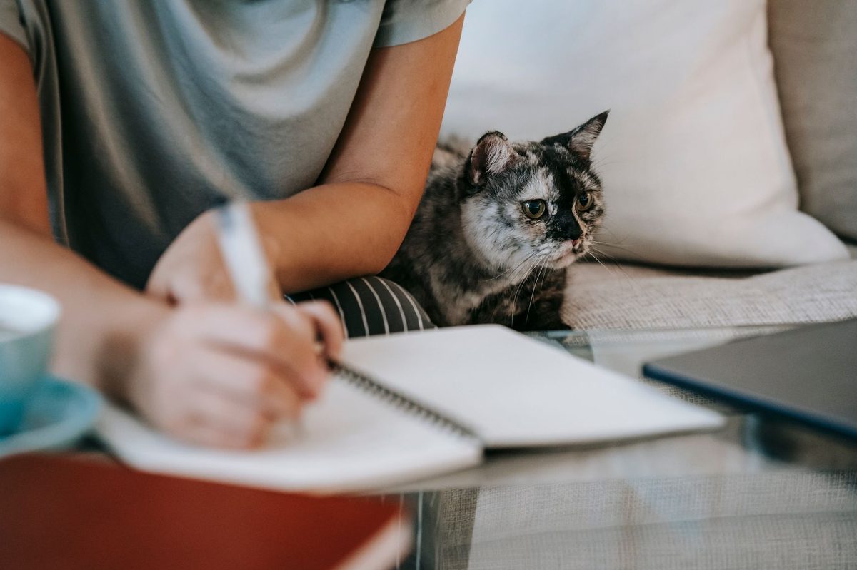 Кошка сидит на диване рядом с хозяином, который делает заметки