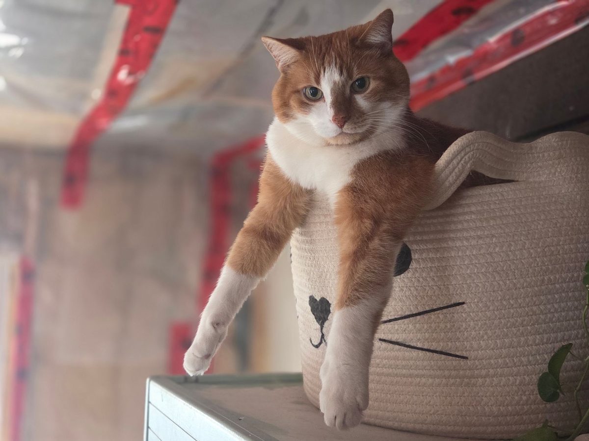 Кошка лежит внутри переноски