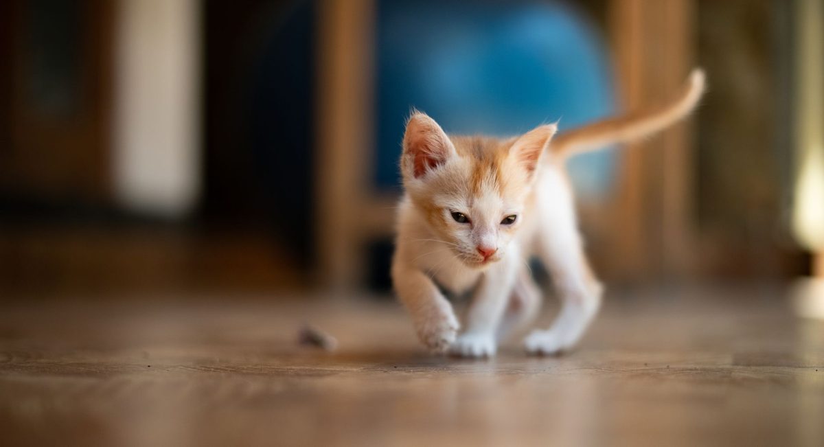 Котёнок идёт по полу комнаты