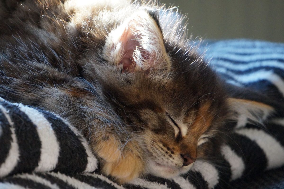 Котёнок спит на пледе