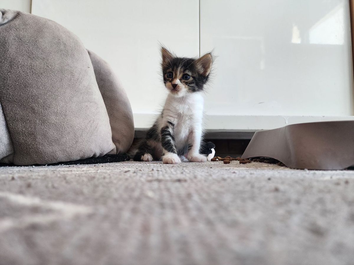 Котёнок сидит на ковре