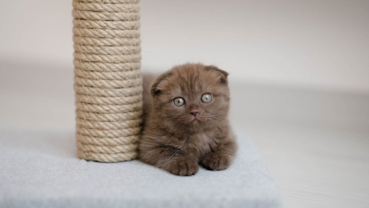 Котёнок рядом с сизалевым столбиком