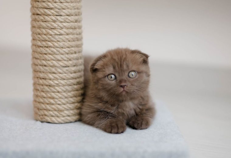 Котёнок рядом с сизалевым столбиком