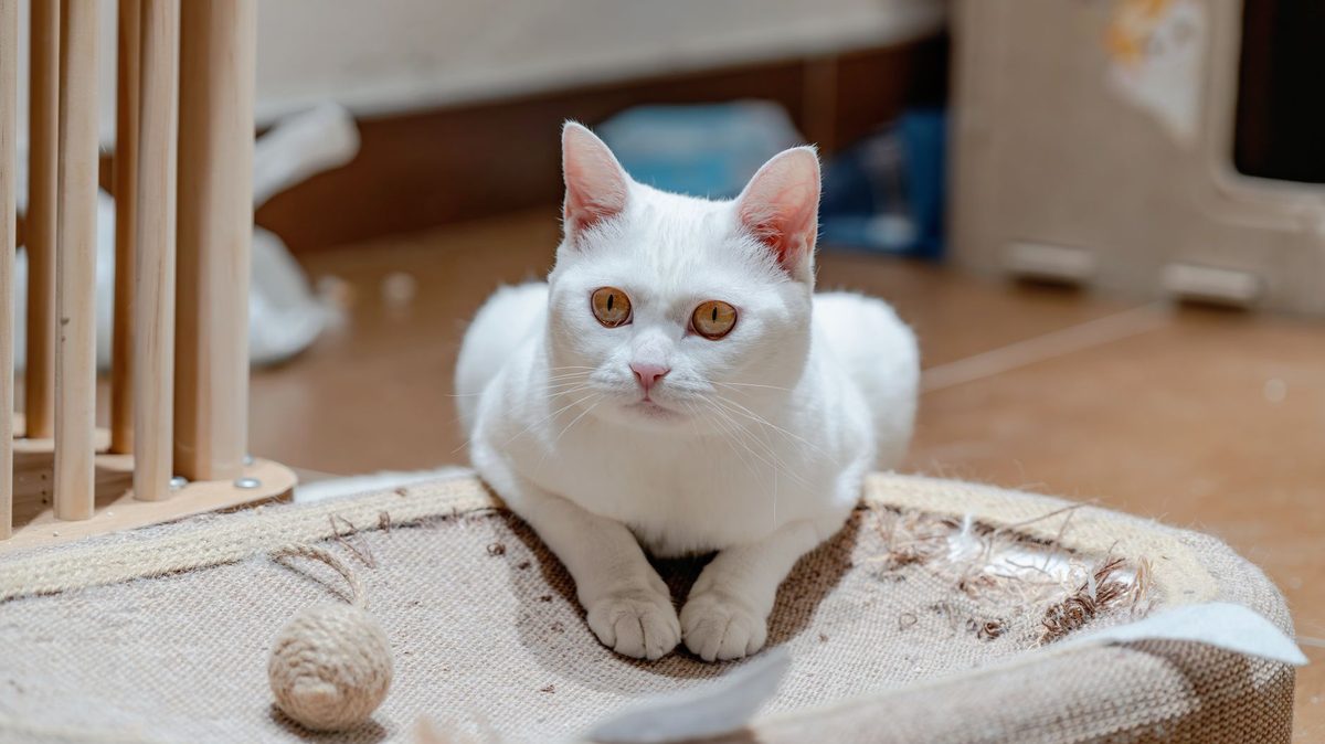 Кошка лежит на плоской когтеточке