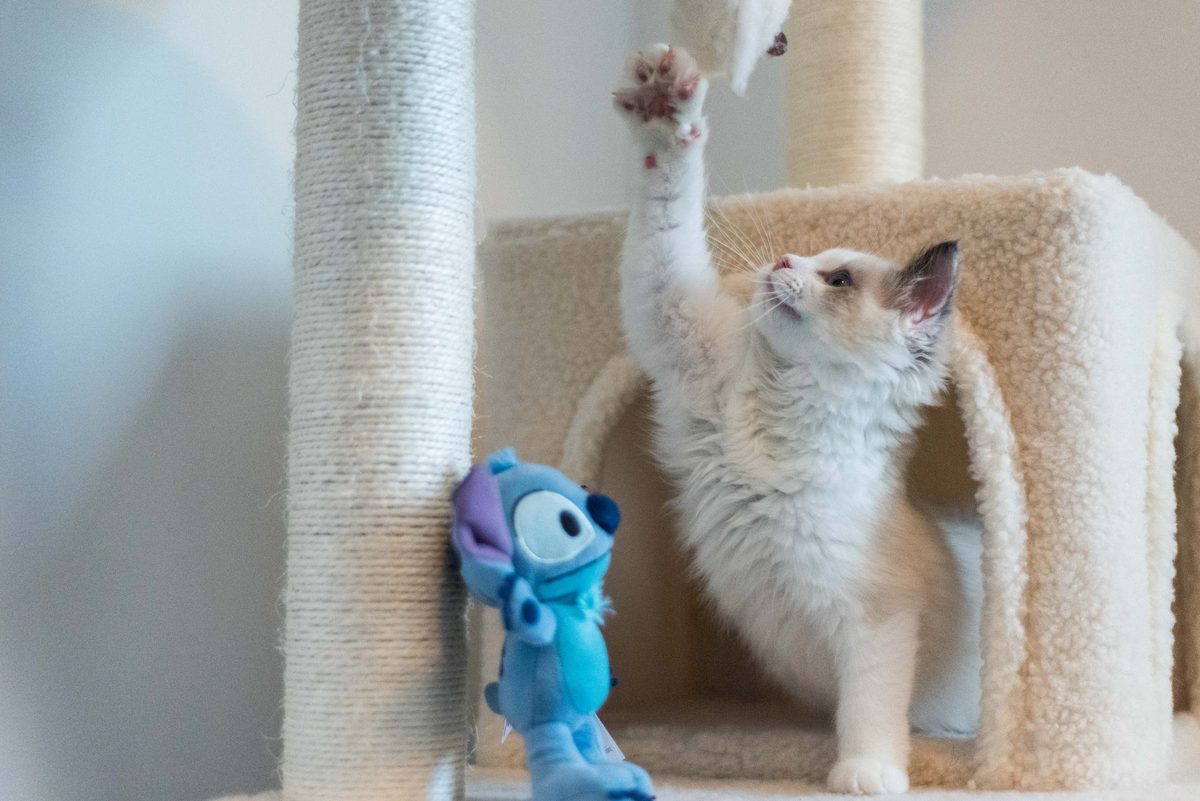 Котёнок тянется за игрушкой на когтеточке