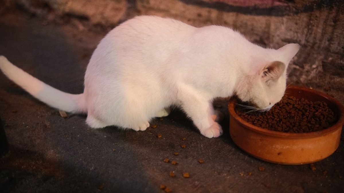 Белый котёнок ест сухой корм из миски
