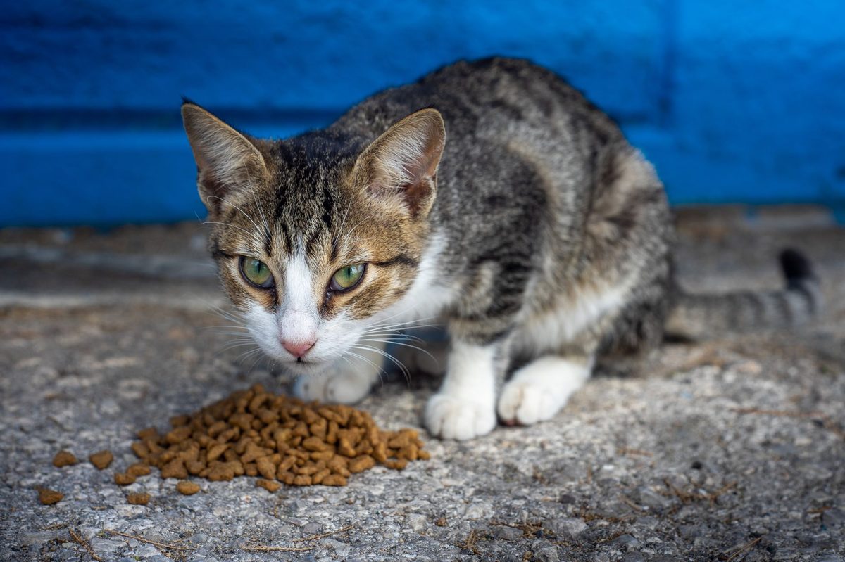 Кошка ест сухой корм из миски