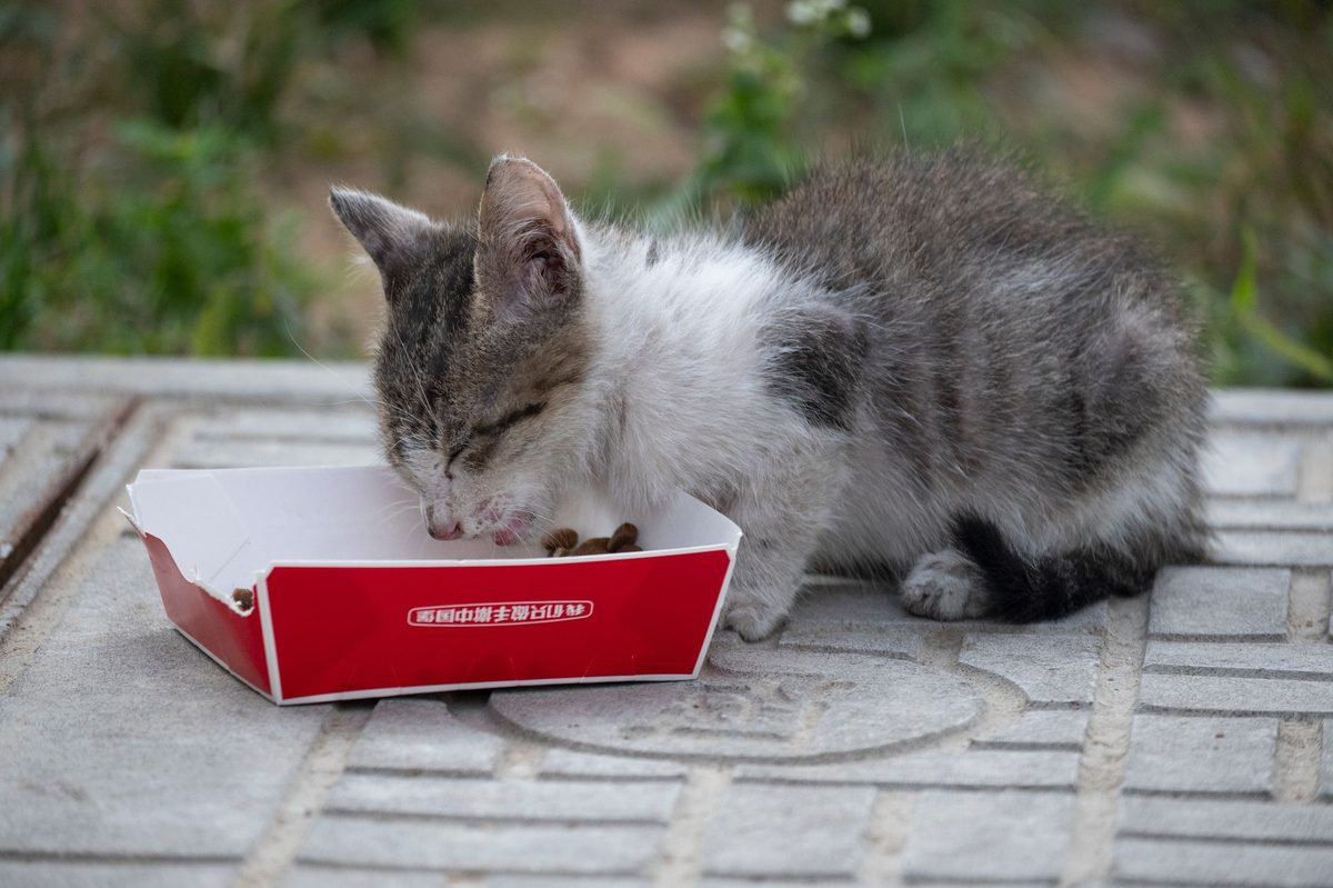 Котёнок ест сухой корм