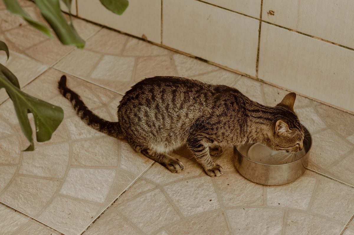 Кошка ест из миски на плиточном полу