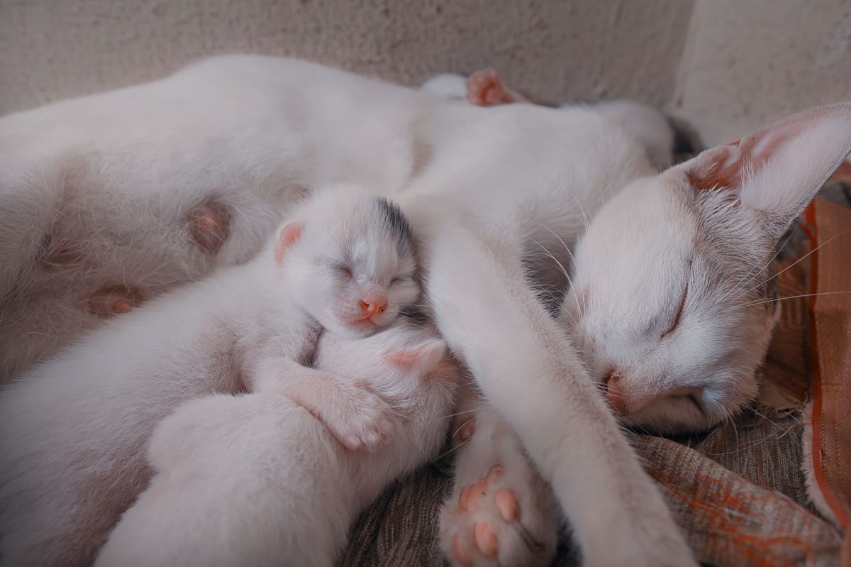 Котята лежат рядом с кошкой-матерью