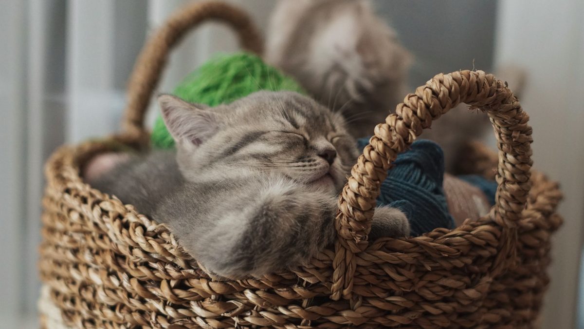 Котята спят вместе в корзине