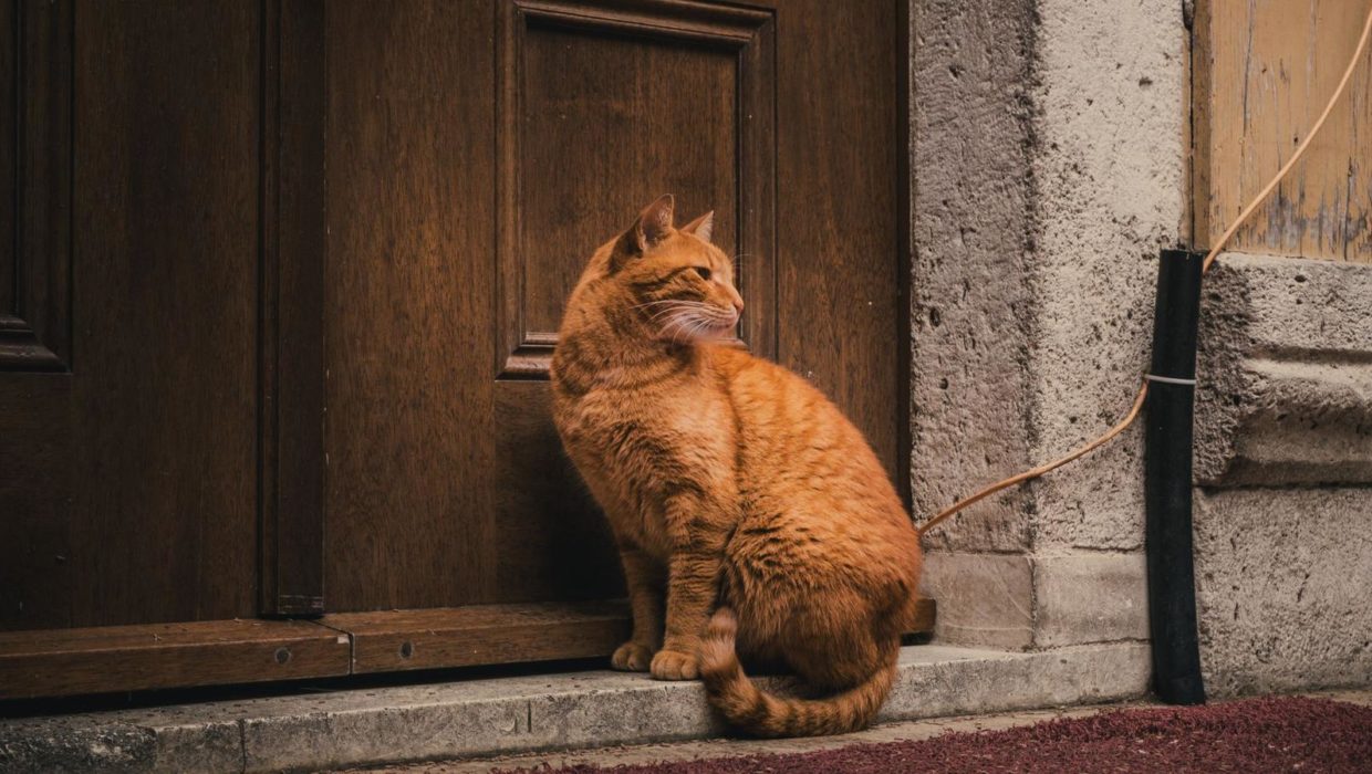 Кот сидит у входной двери