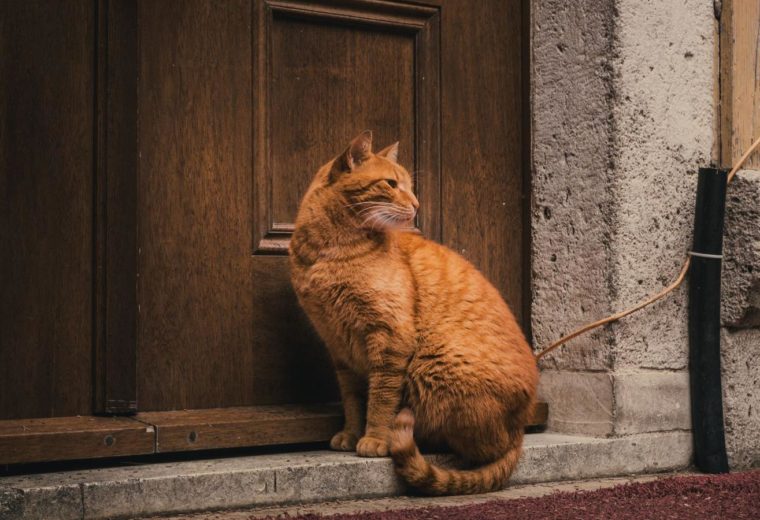 Кот сидит у входной двери