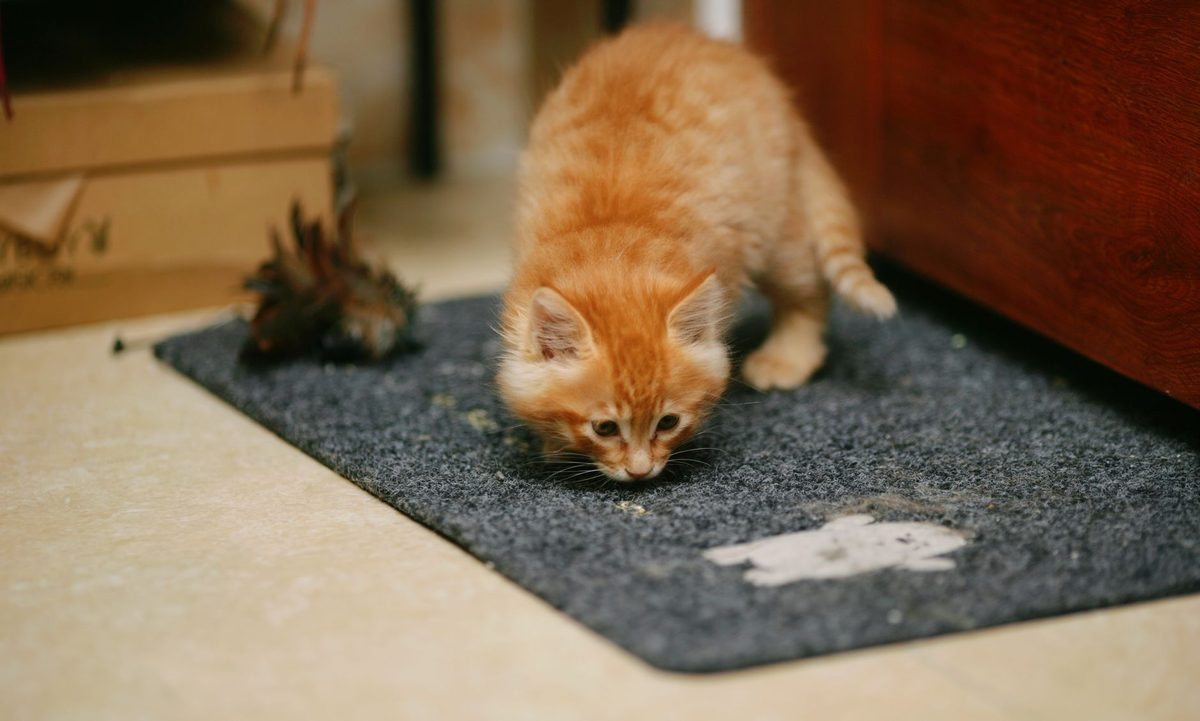 Рыжий котёнок обнюхивает коврик в комнате