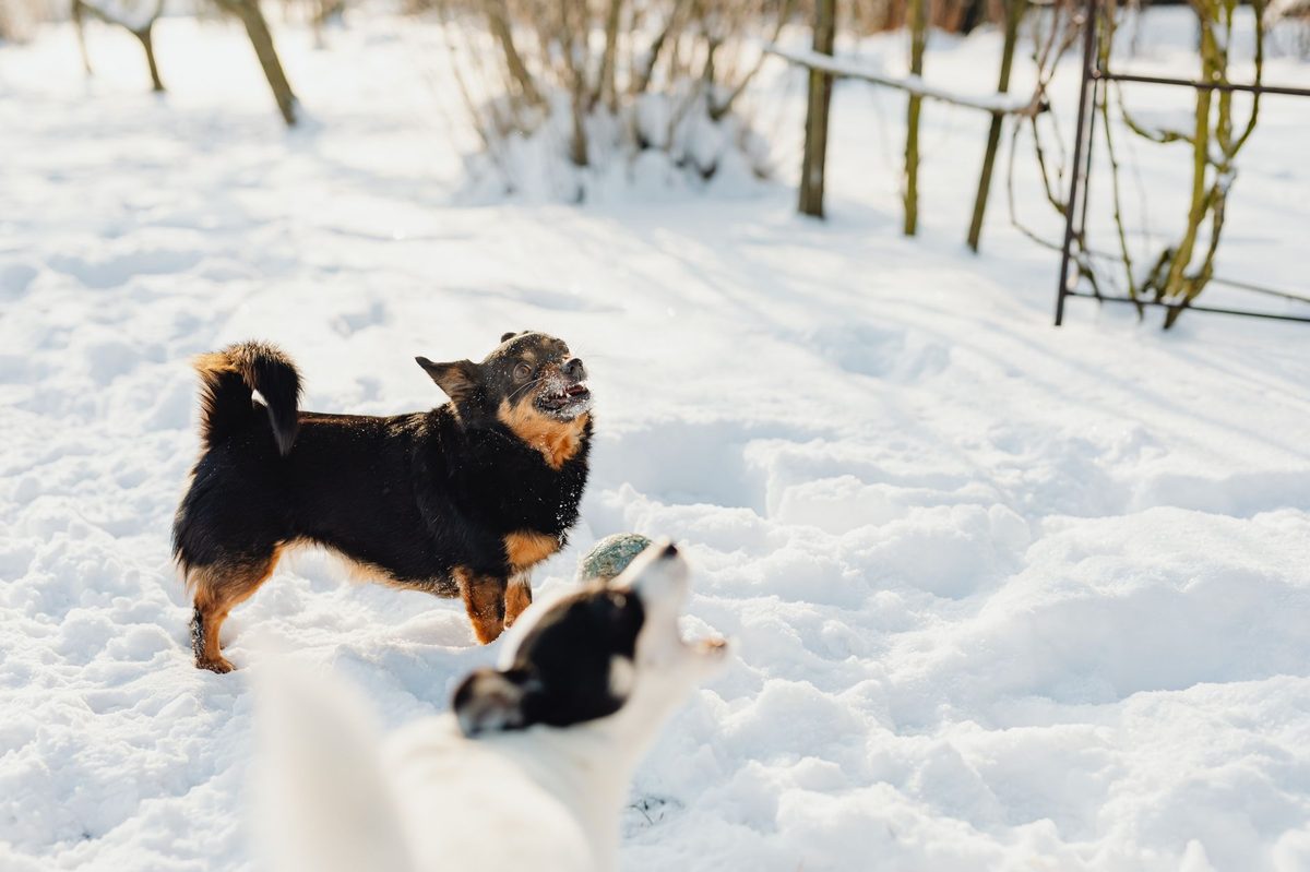 Две небольшие собаки на снегу во дворе