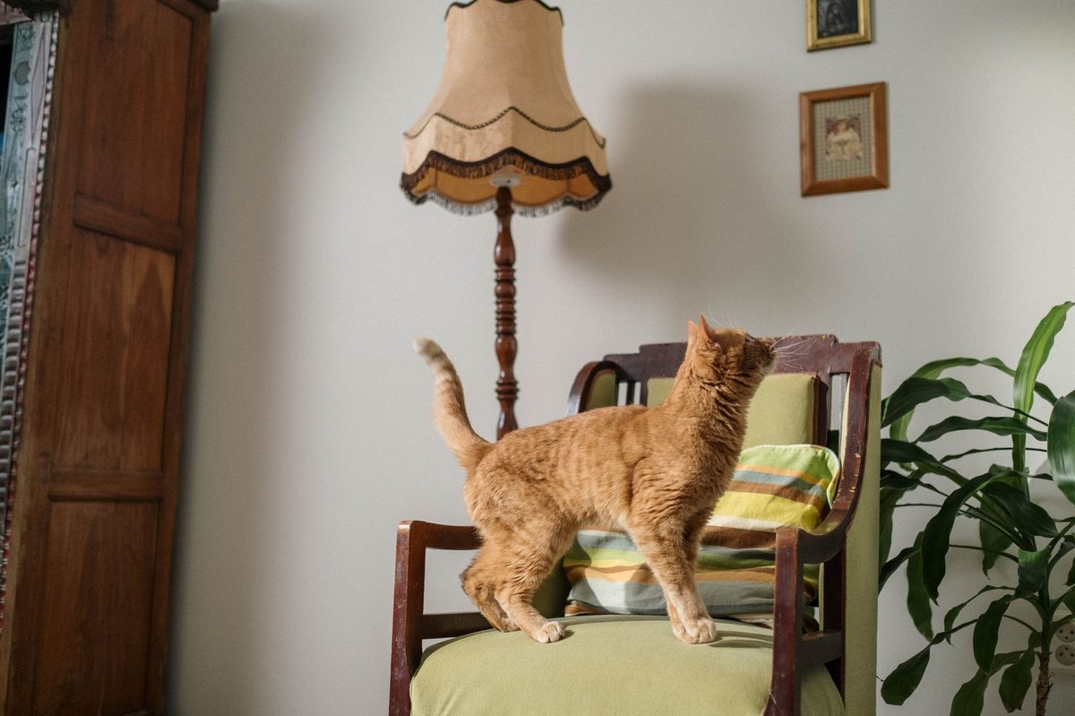 Котёнок забрался на стул в комнате