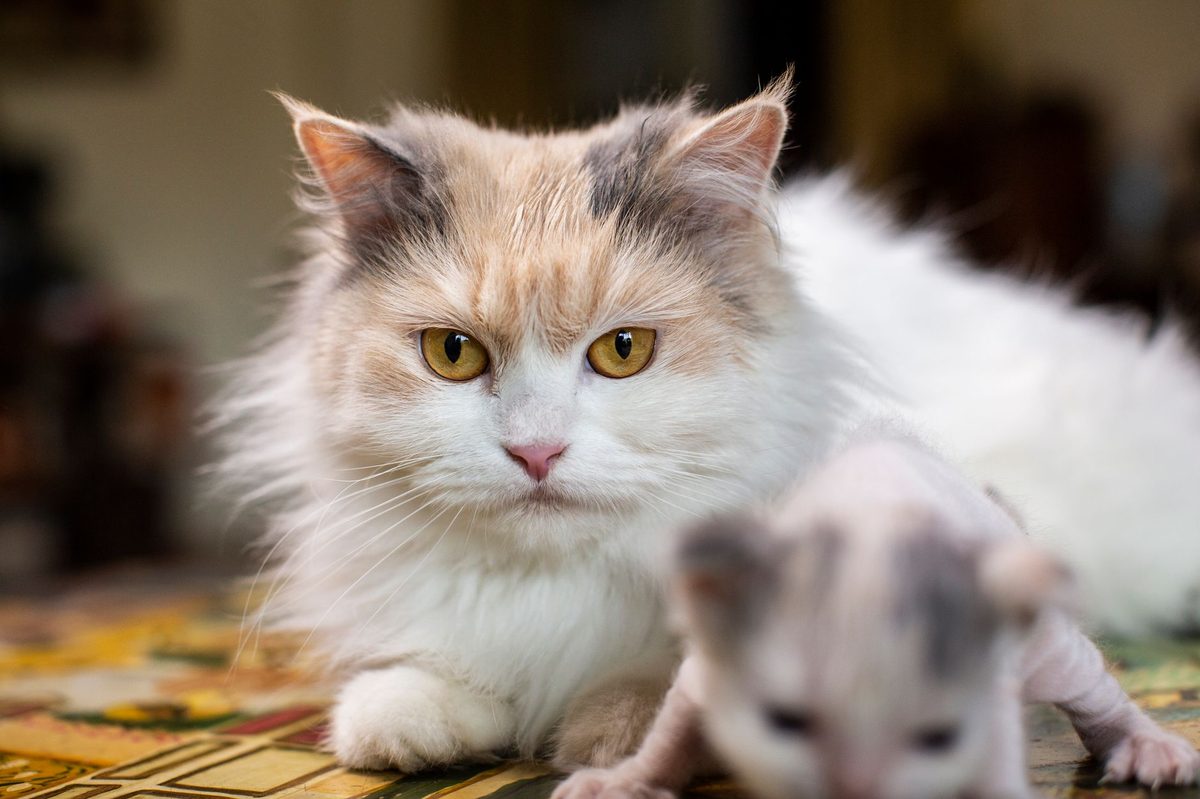 Кошка с новорождённым котёнком