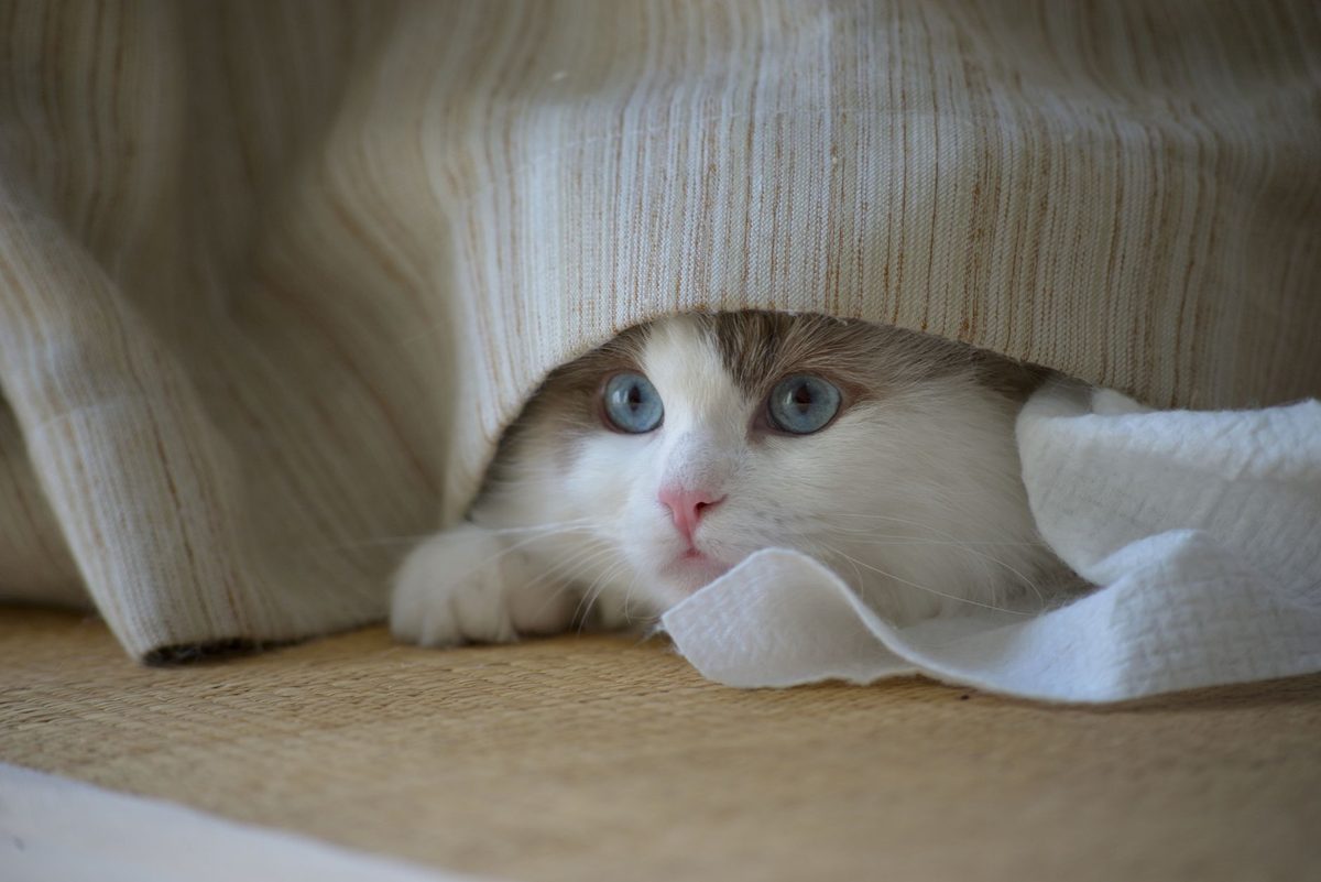 Котёнок выглядывает из-под пледа