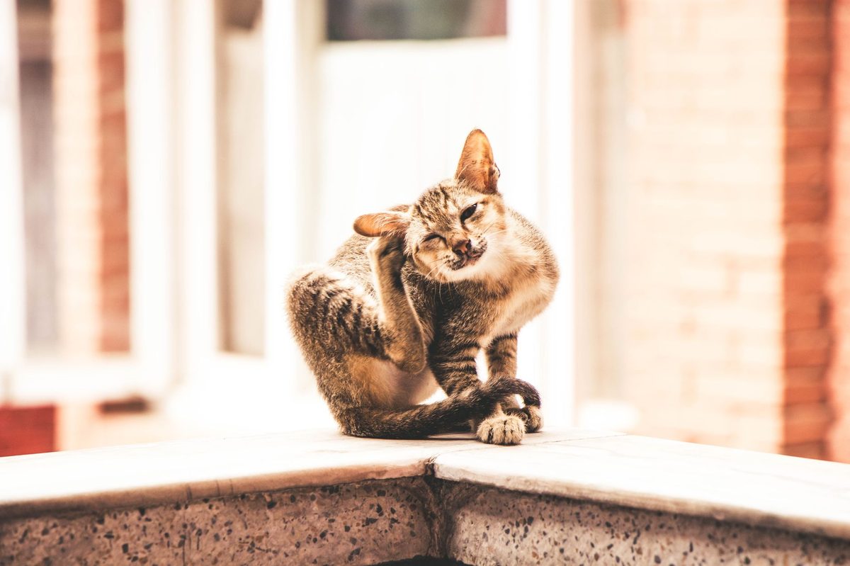 Кошка чешет ухо задней лапой