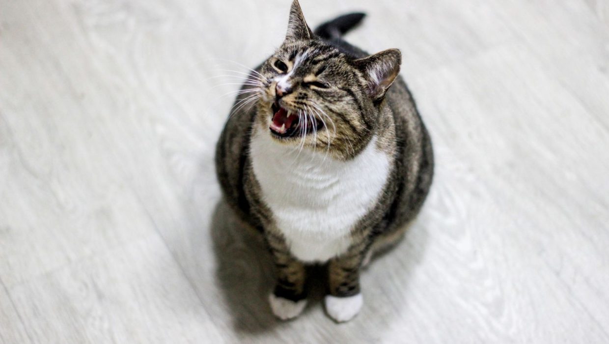 Кошка мяукает с открытым ртом