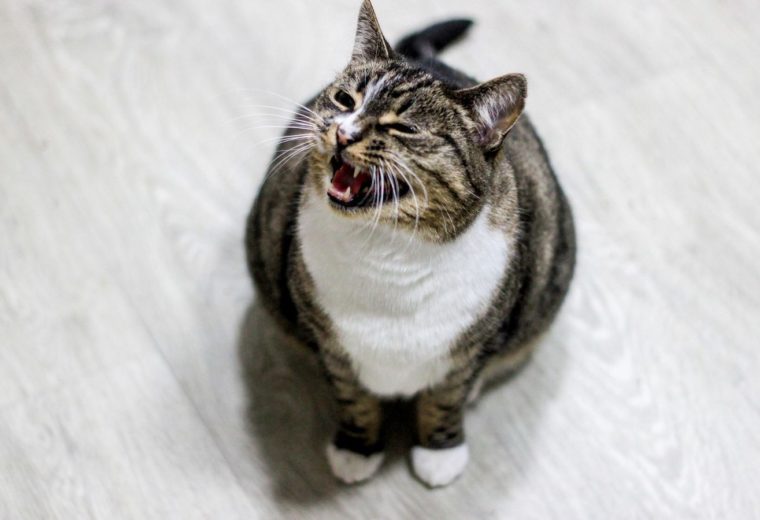 Кошка мяукает с открытым ртом