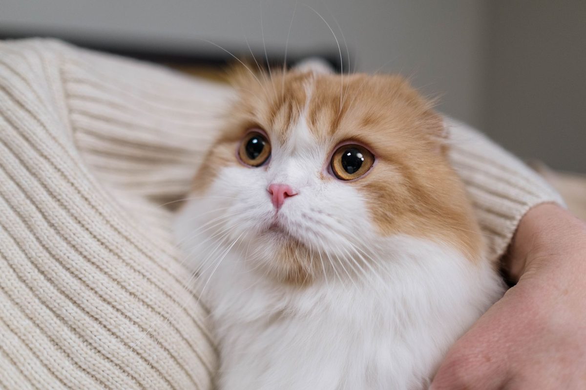 Кошка смотрит снизу вверх и мяукает