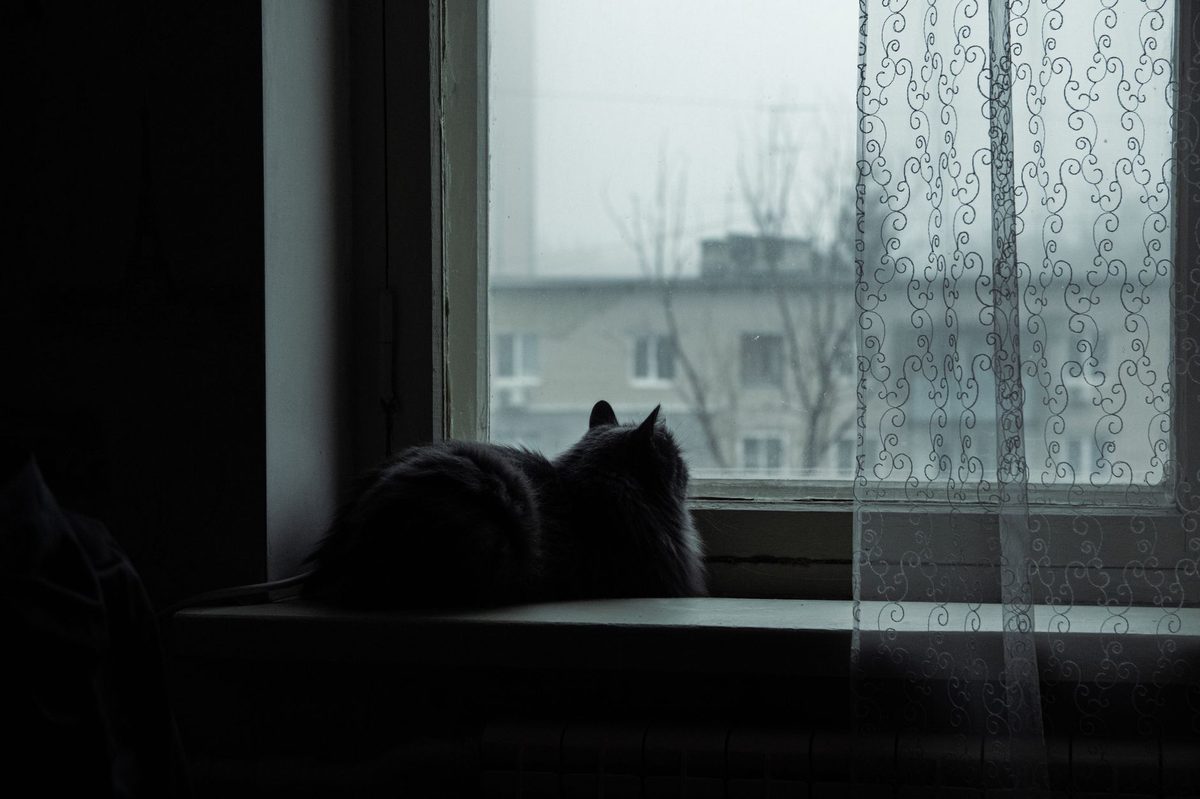 Кошка на подоконнике ночью