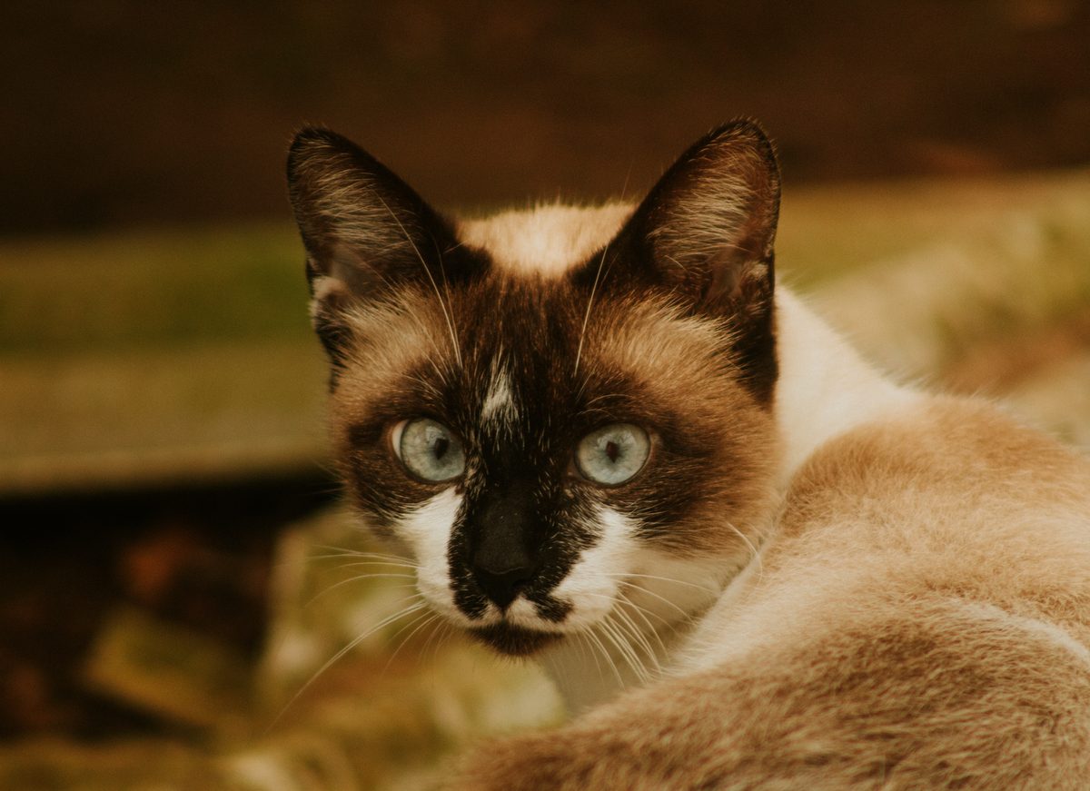 Сиамская кошка крупным планом