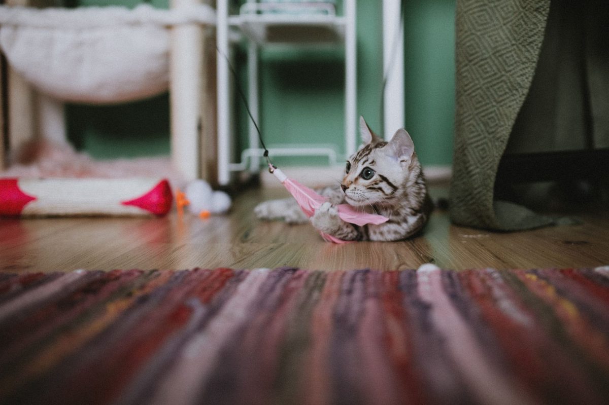 Кошка играет с игрушкой-удочкой
