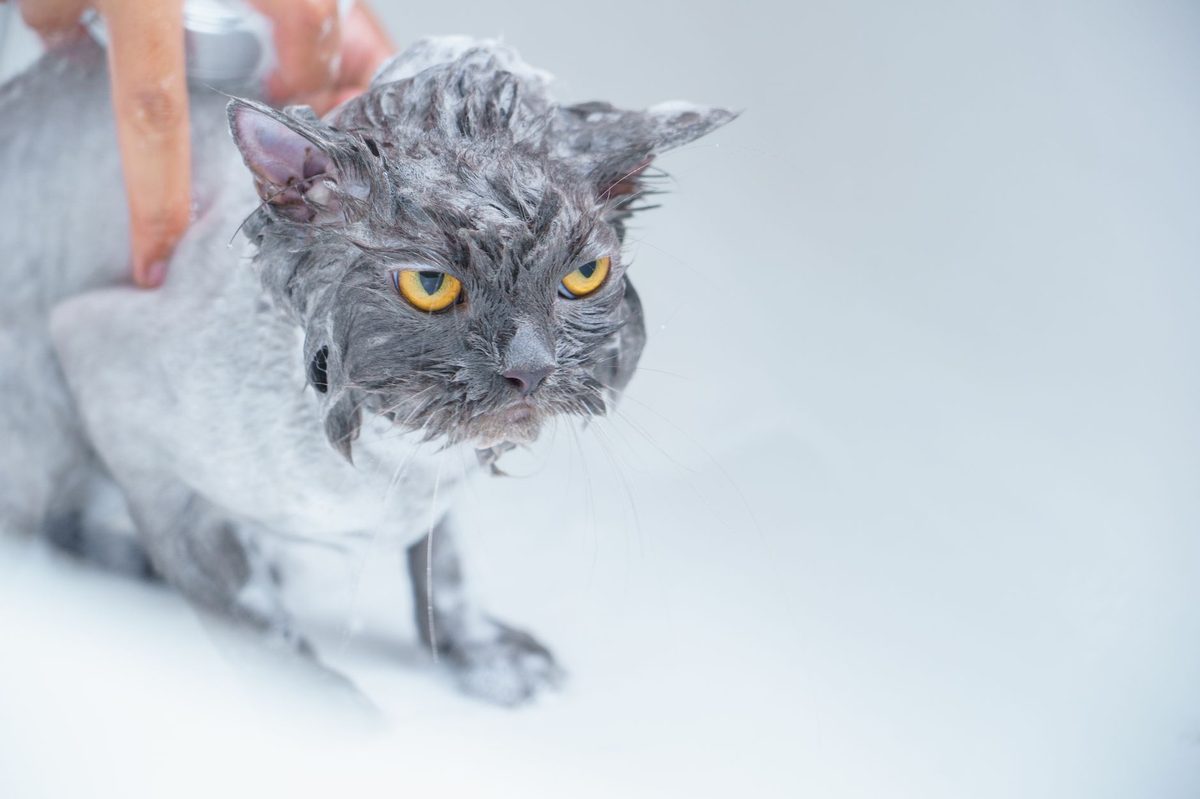 Кошку купают