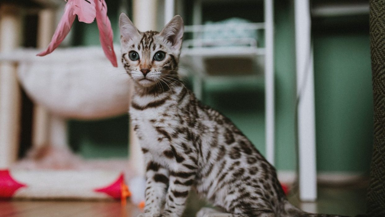 Котёнок сидит на полу, над ним перьевая игрушка на палочке
