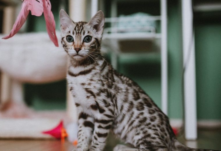 Котёнок сидит на полу, над ним перьевая игрушка на палочке