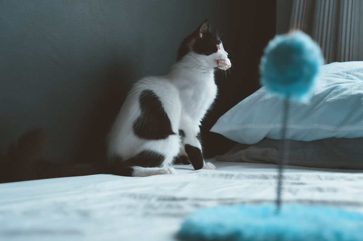 Кошка в прыжке за игрушкой